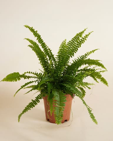 Nephrolepis Fougère de Boston Exaltata Green Lady