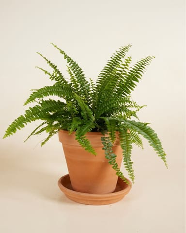 Nephrolepis Fougère de Boston Exaltata Green Lady
