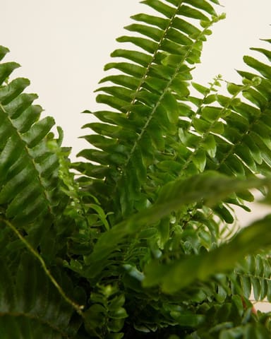 Nephrolepis Fougère de Boston Exaltata Green Lady
