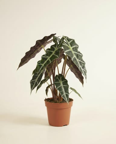 Alocasia Oreilles d'éléphant Polly
