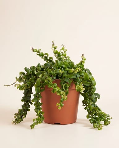 Aeschynanthus Lipstick plant Rasta