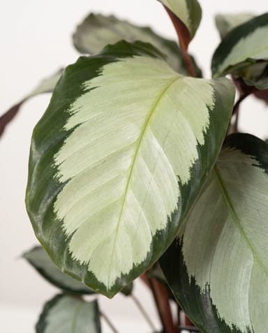 Calathea Korbmarante Picturata