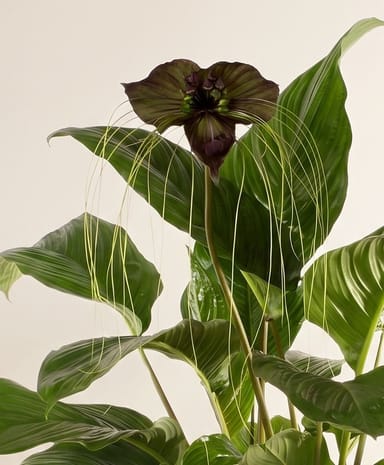 Tacca Black bat flower Chantrieri