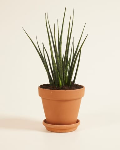 Sansevieria Vrouwentong Fernwood Mikado