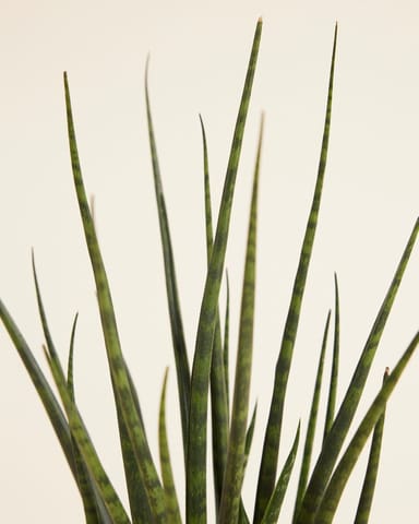 Sansevieria Vrouwentong Fernwood Mikado