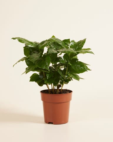 Coffea Coffee plant Arabica