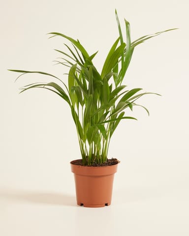 Dypsis Goudpalm Lutescens