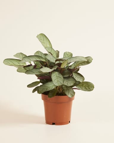 Ctenanthe Never Never plant Amagris