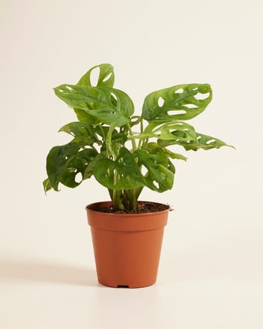 Monstera Adansonii Monkey Mask