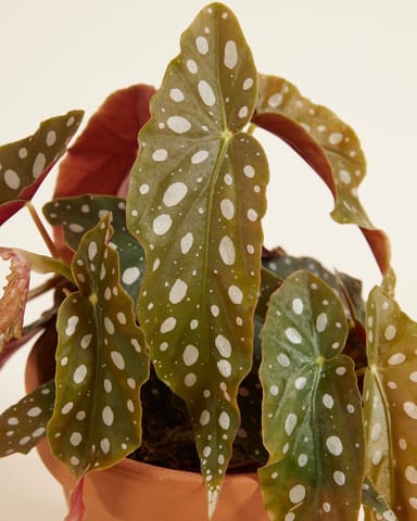 Begonia Polka dot Maculata
