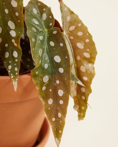 Begonia Polka dot Maculata