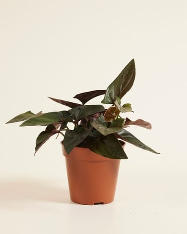 Syngonium Patte-d'oie  Red Arrow