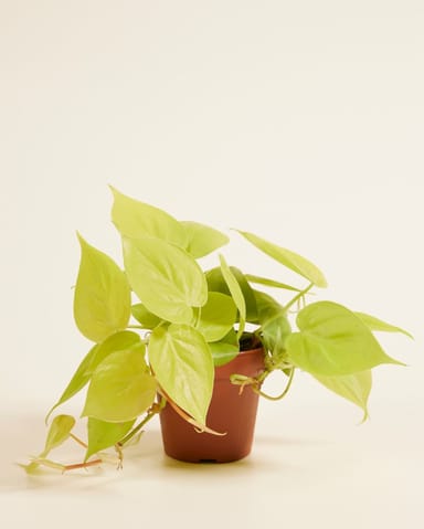 Philodendron Heartleaf Micans Lime