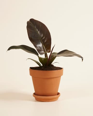 Philodendron Filodendro Imperial Red