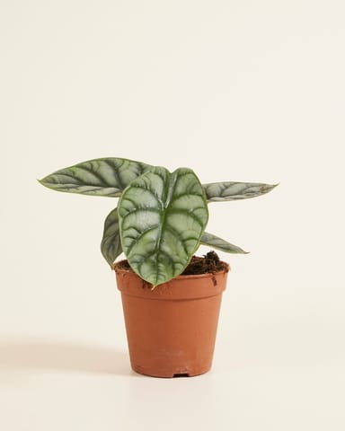 Alocasia Orecchie di Elefante Silver Dragon