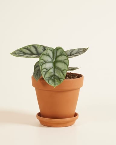 Alocasia Orecchie di Elefante Silver Dragon