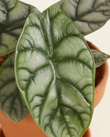 Alocasia Orecchie di Elefante Silver Dragon