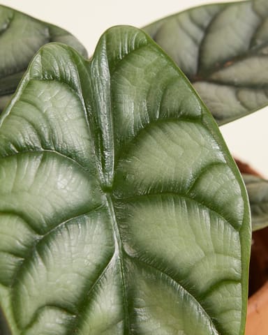 Alocasia Orecchie di Elefante Silver Dragon