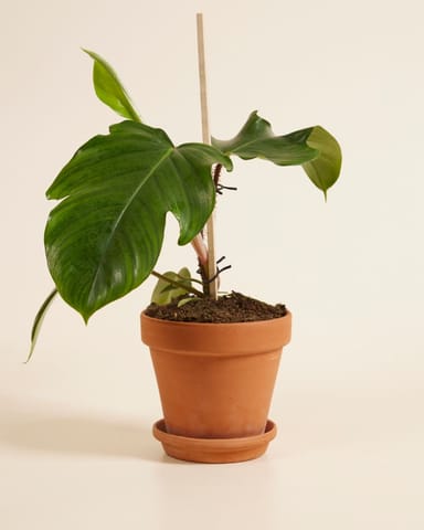 Philodendron Baumfreund Squamiferum