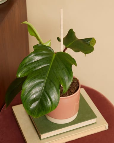 Philodendron Baumfreund Squamiferum