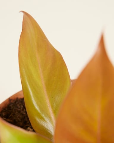Philodendron Prince of Orange