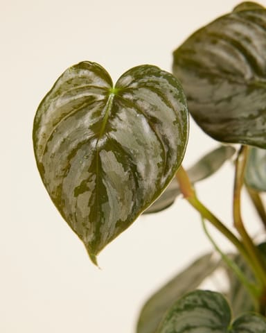 Philodendron Brandtianum