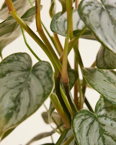 Philodendron Brandtianum