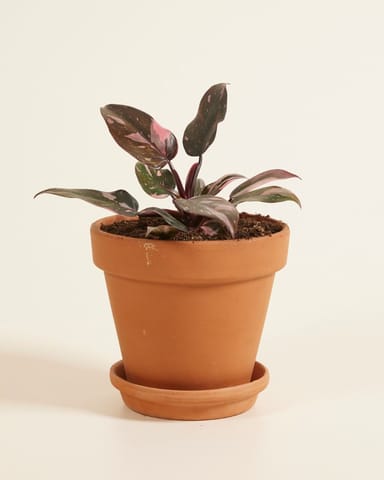 Philodendron Pink Princess