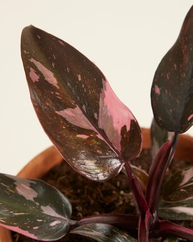 Philodendron Pink Princess