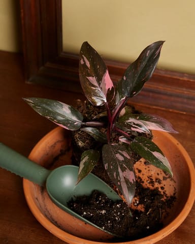 Philodendron Pink Princess