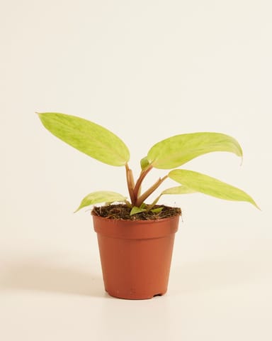 Philodendron Painted Lady