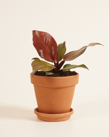 Philodendron McColley's Finale