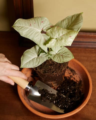 Syngonium Patte-d'oie  Confetti