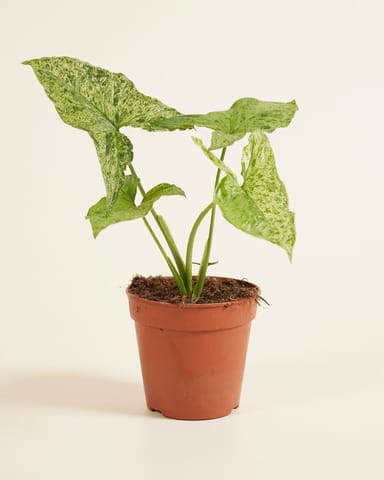 Syngonium Patte-d'oie  Mottled