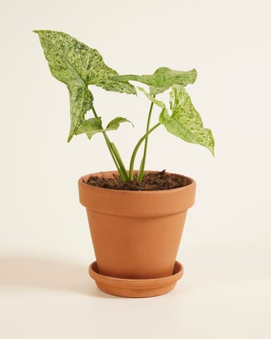 Syngonium Patte-d'oie  Mottled