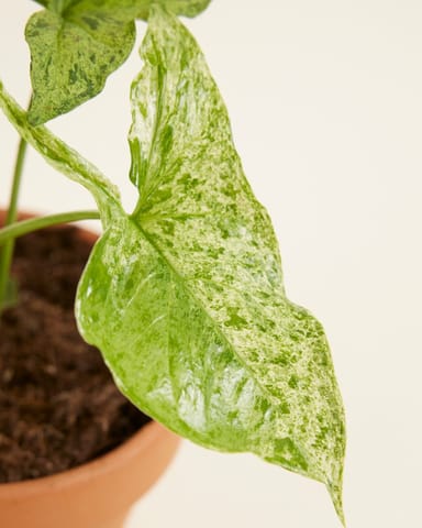Syngonium Patte-d'oie  Mottled