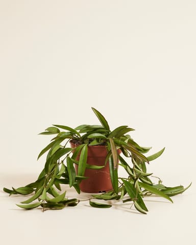 Hoya Wax plant Wayetii