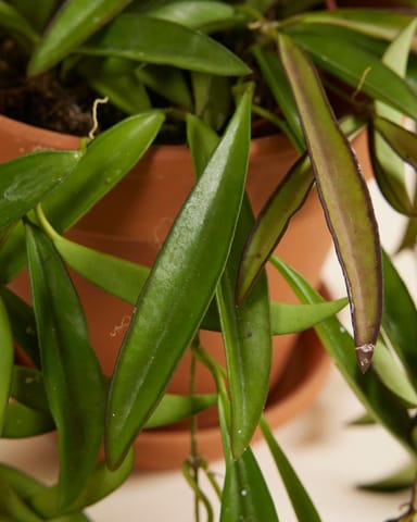 Hoya Wax plant Wayetii