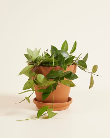 Hoya Wax plant Gracilis