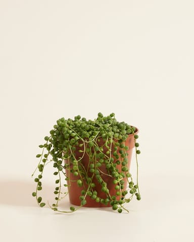 Senecio Rowleyanus
