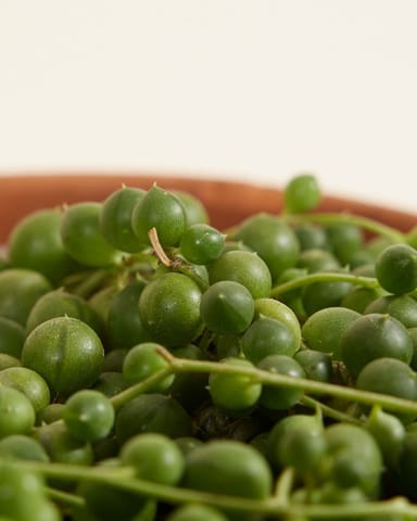 Senecio Rowleyanus
