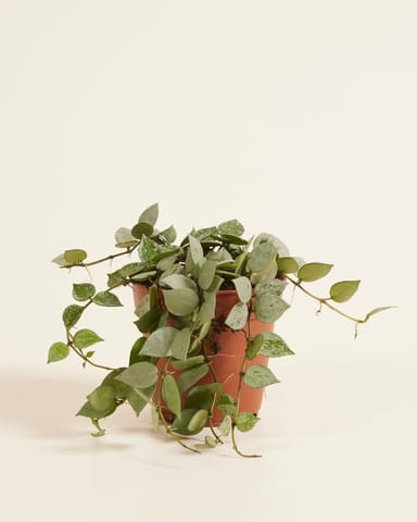 Hoya Wax plant Kroniana Eskimo