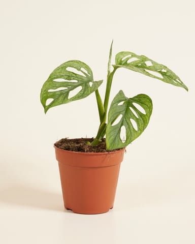 Monstera Plante-gruyère Adansonii Mint