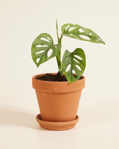 Monstera Plante-gruyère Adansonii Mint