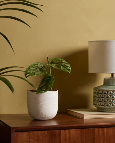 Monstera Plante-gruyère Adansonii Mint