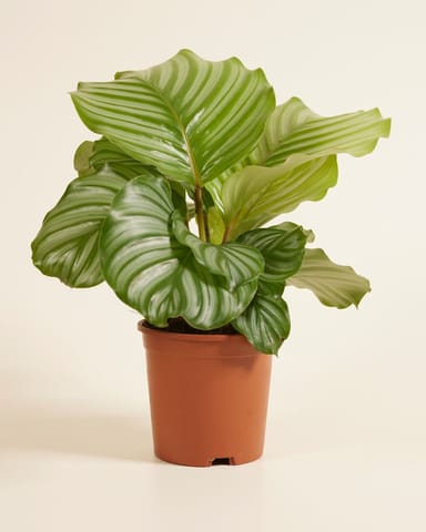 Calathea Pfeilwurze Orbifolia