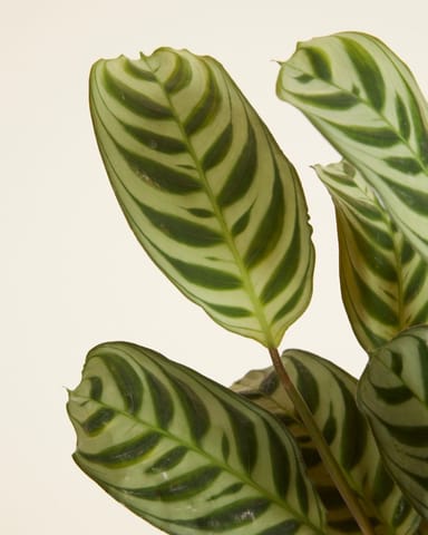 Ctenanthe Burle Marxii