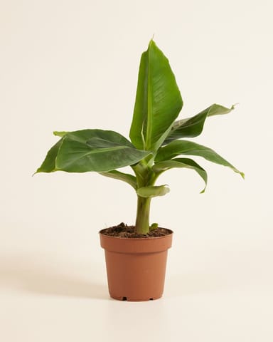 Musa Dwarf Cavendish Bananenpflanze