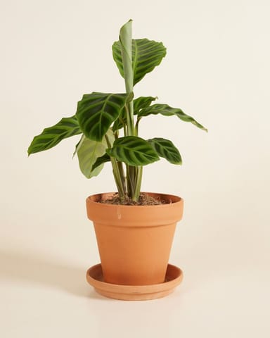 Calathea Plante paon Zebrina