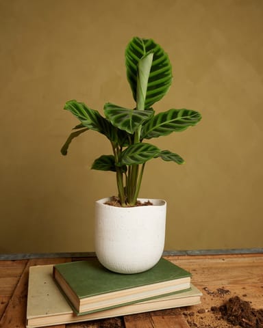 Calathea Plante paon Zebrina